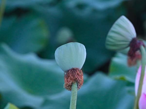 当夏至遇上父亲节